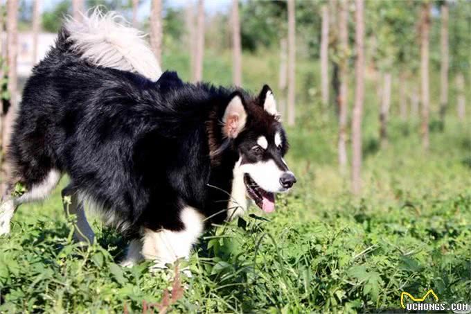 养前必看!阿拉斯加犬优缺点分析，你能接受吗?