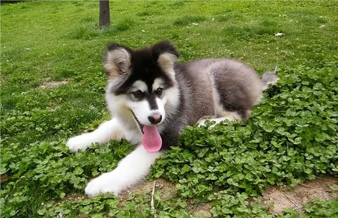 养前必看!阿拉斯加犬优缺点分析，你能接受吗?
