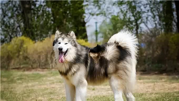 养前必看!阿拉斯加犬优缺点分析，你能接受吗?