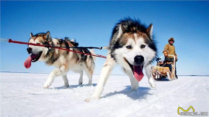 养前必看!阿拉斯加犬优缺点分析，你能接受吗?