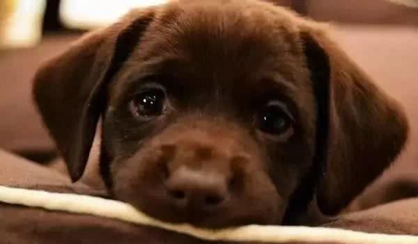 狗得了细小和犬瘟,真的会死吗?