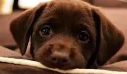 狗得了细小和犬瘟，真的会死吗?