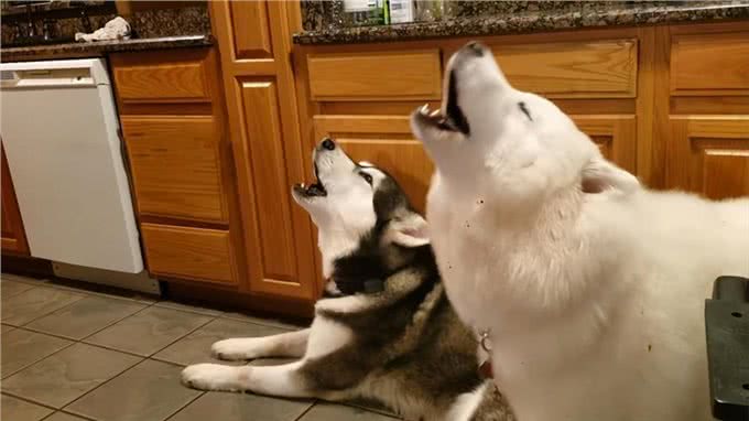 关于狗狗身上的冷知道,你未必都知道