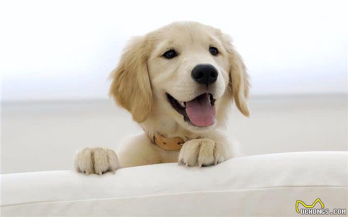 关于狗狗身上的冷知道,你未必都知道