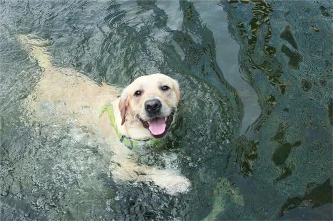 关于狗狗身上的冷知道,你未必都知道