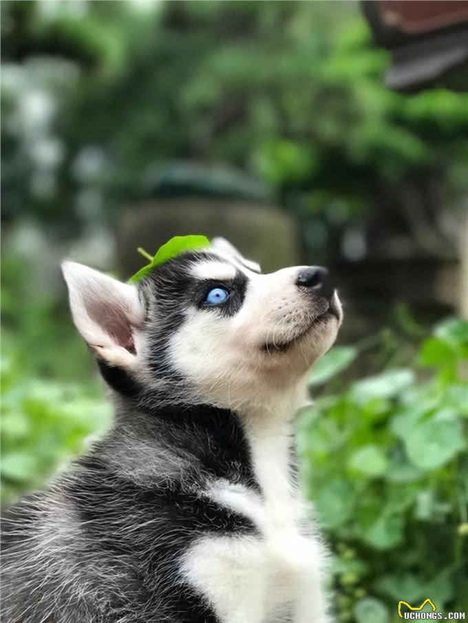 关于狗狗身上的冷知道,你未必都知道