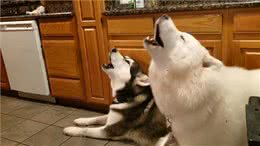 关于狗狗身上的冷知道，你未必都知道