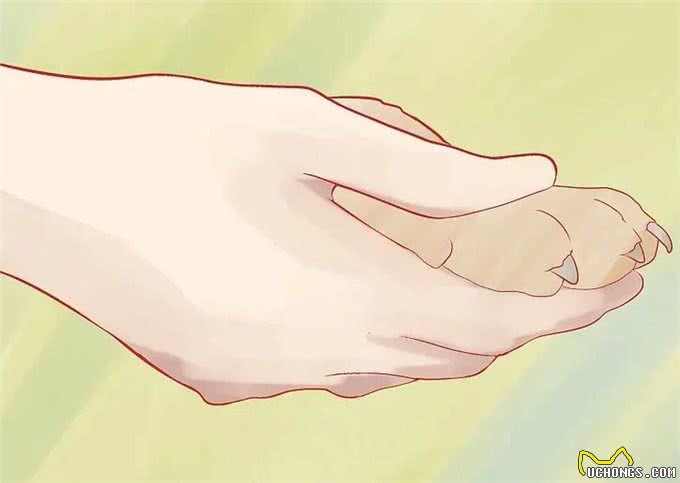 如何给狗?修剪指甲?你会了吗?