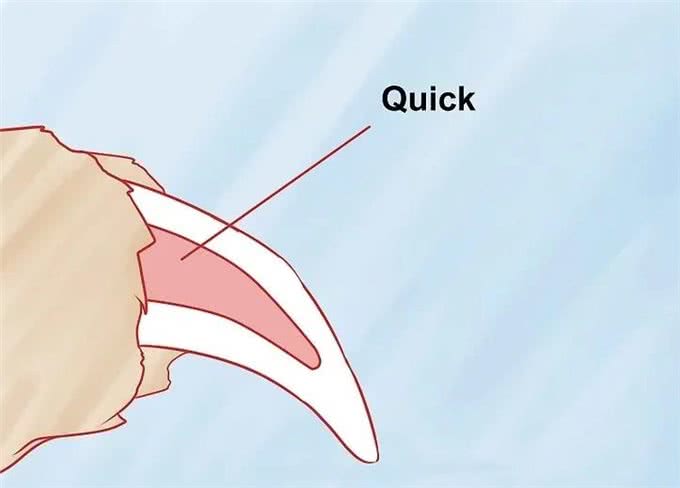 如何给狗?修剪指甲?你会了吗?
