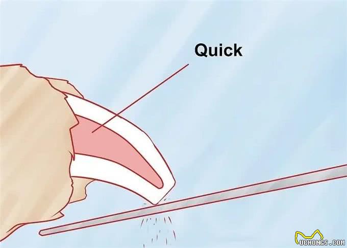 如何给狗?修剪指甲?你会了吗?