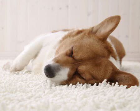 告诉你养狗狗的六个急救方法!养狗狗不再犹豫
