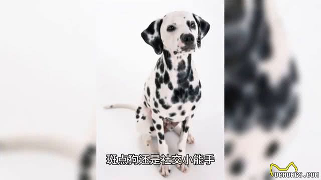 让我们来认识一下,活泼可爱又迷人的斑点狗!