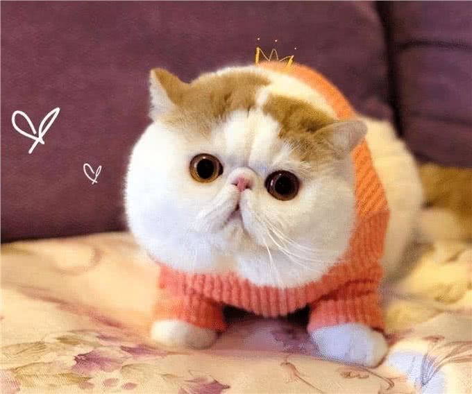 如果在路上捡到这5种猫，请收养它，它会报恩的