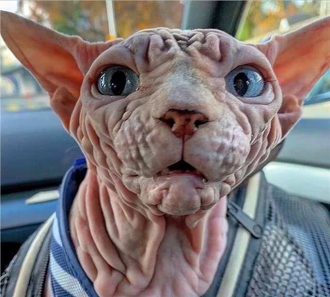 如果在路上捡到这5种猫，请收养它，它会报恩的