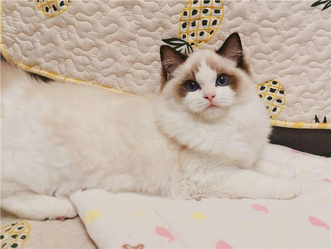 如果在路上捡到这5种猫，请收养它，它会报恩的