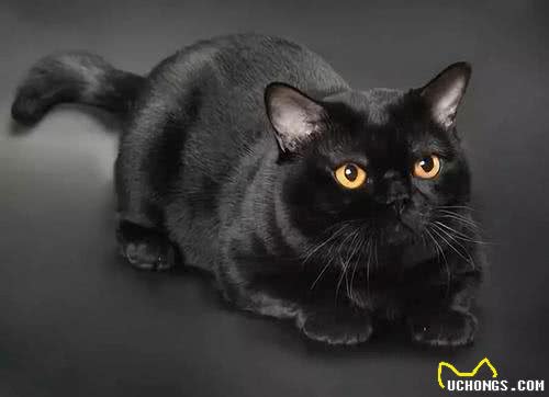 如果在路上捡到这5种猫，请收养它，它会报恩的