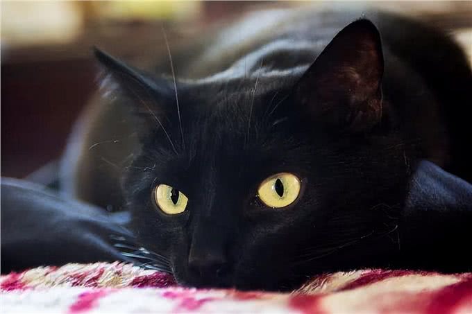 如果在路上捡到这5种猫，请收养它，它会报恩的