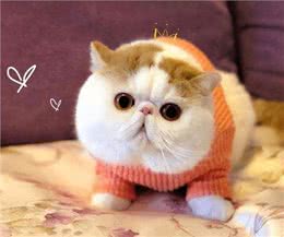 如果在路上捡到这5种猫，请收养它，它会报恩的