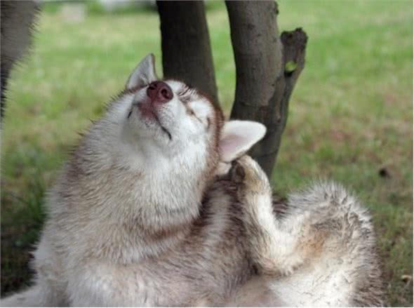 狗狗经常瘙痒不停?瘙痒的根源饲主找到了吗?