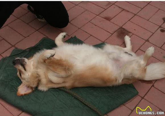 狗狗经常瘙痒不停?瘙痒的根源饲主找到了吗?