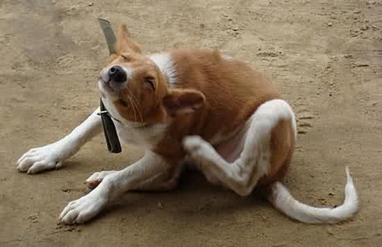 狗狗经常瘙痒不停?瘙痒的根源饲主找到了吗?