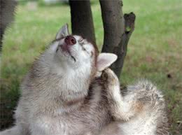 狗狗经常瘙痒不停?瘙痒的根源饲主找到了吗?