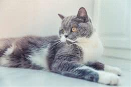 鼻炎患者能养猫狗吗?了解宠物过敏知识，避免病情加重