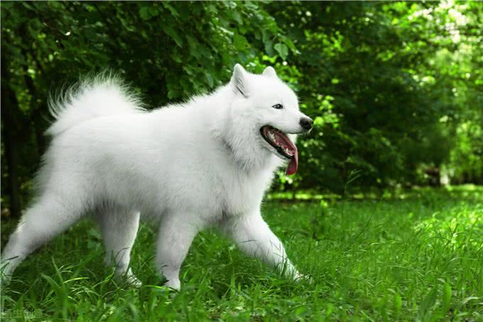 拾养两只疑似被遗弃的萨摩耶犬,原狗主人报警,拾养者获刑四个月