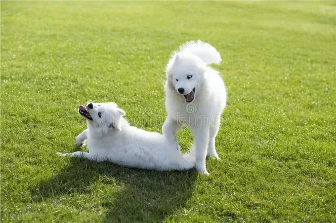 拾养两只疑似被遗弃的萨摩耶犬,原狗主人报警,拾养者获刑四个月