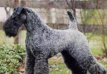 爱尔兰四大古老犬种之一、爱尔兰国犬—凯利蓝梗,现状如何呢?