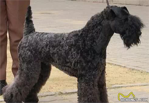 爱尔兰四大古老犬种之一、爱尔兰国犬—凯利蓝梗,现状如何呢?