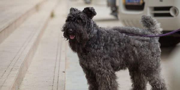 爱尔兰四大古老犬种之一、爱尔兰国犬—凯利蓝梗,现状如何呢?