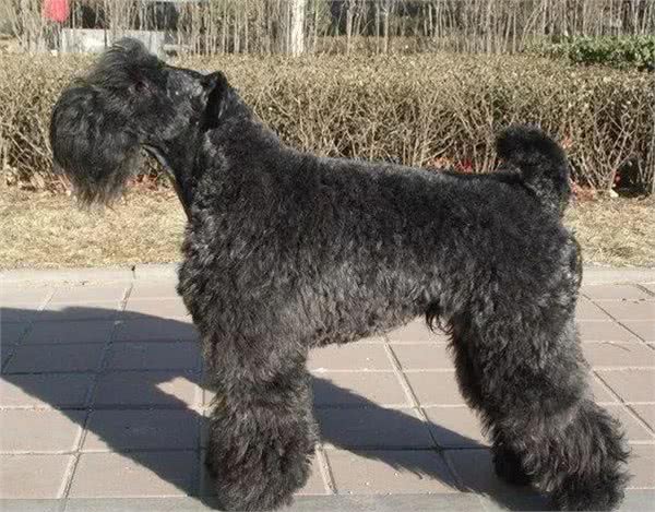 爱尔兰四大古老犬种之一、爱尔兰国犬—凯利蓝梗,现状如何呢?