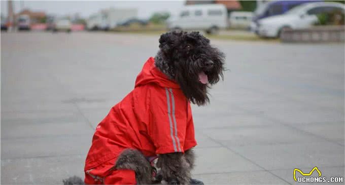 爱尔兰四大古老犬种之一、爱尔兰国犬—凯利蓝梗,现状如何呢?