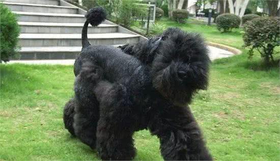 爱尔兰四大古老犬种之一、爱尔兰国犬—凯利蓝梗,现状如何呢?