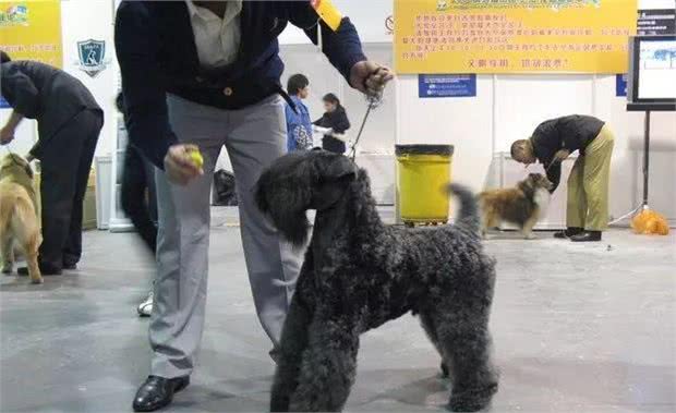 爱尔兰四大古老犬种之一、爱尔兰国犬—凯利蓝梗,现状如何呢?