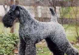 爱尔兰四大古老犬种之一、爱尔兰国犬—凯利蓝梗，现状如何呢?