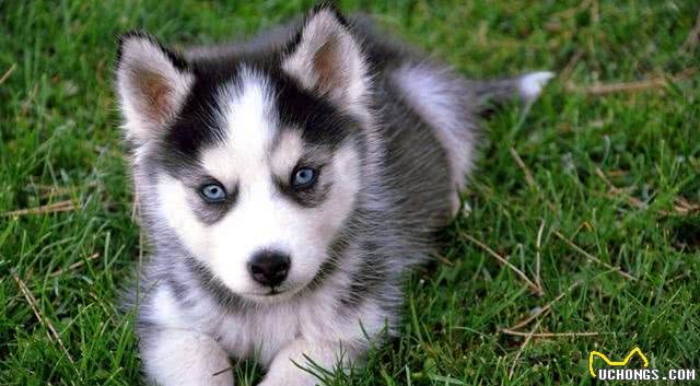 冬季养狗狗一定注意这五点,就能让狗狗舒适安全过冬哦!