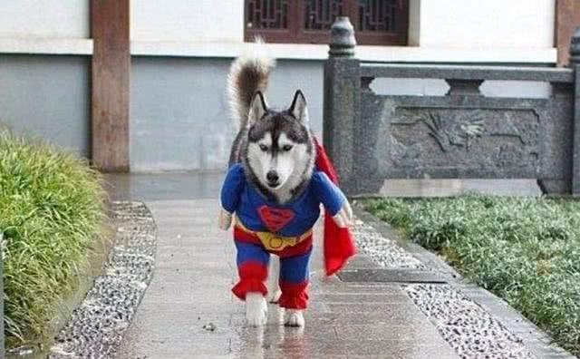 冬季养狗狗一定注意这五点,就能让狗狗舒适安全过冬哦!