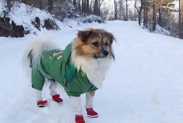 冬季养狗狗一定注意这五点,就能让狗狗舒适安全过冬哦!