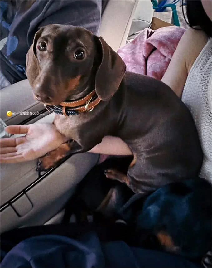 狗因为太可爱,试镜异形失败—这小狗眼睛又大又圆太可爱了