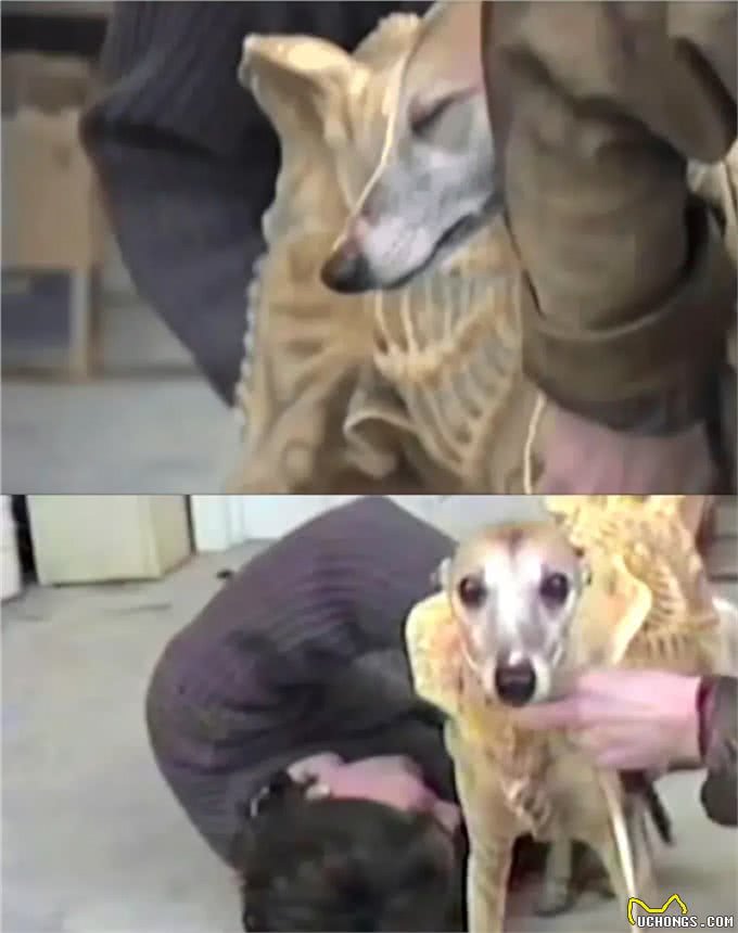 狗因为太可爱,试镜异形失败—这小狗眼睛又大又圆太可爱了