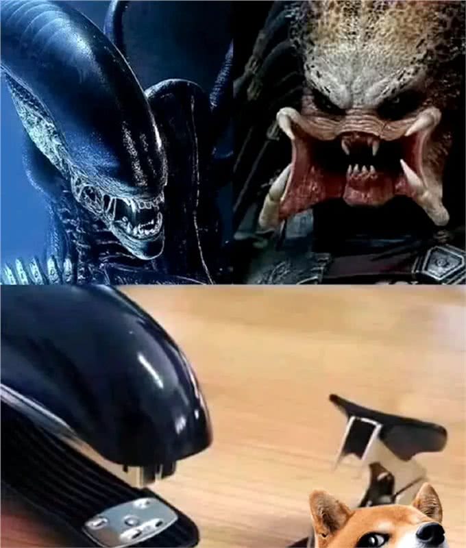 狗因为太可爱,试镜异形失败—这小狗眼睛又大又圆太可爱了