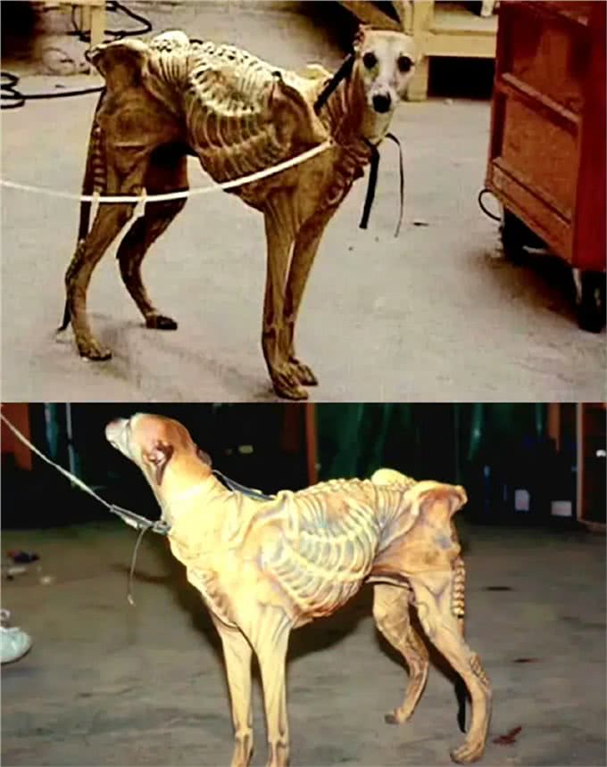 狗因为太可爱,试镜异形失败—这小狗眼睛又大又圆太可爱了