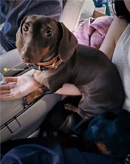 狗因为太可爱，试镜异形失败—这小狗眼睛又大又圆太可爱了