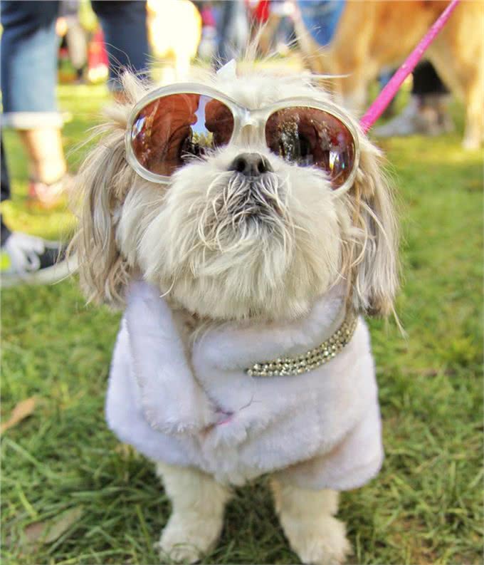 孤独的时候养一只懂人话的小狗如何?适合居家的10大最佳犬种