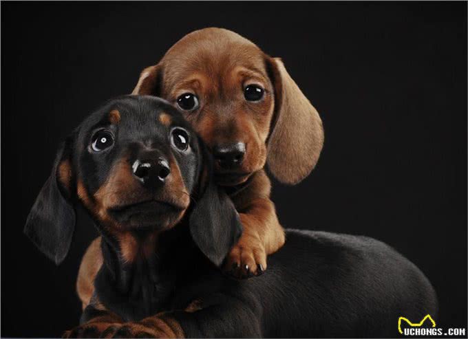 孤独的时候养一只懂人话的小狗如何?适合居家的10大最佳犬种