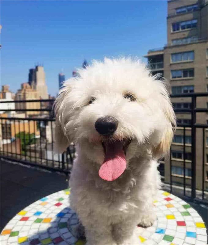 孤独的时候养一只懂人话的小狗如何?适合居家的10大最佳犬种