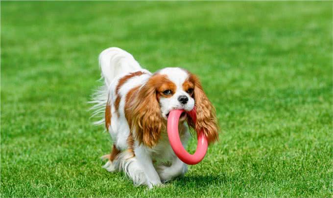 孤独的时候养一只懂人话的小狗如何?适合居家的10大最佳犬种