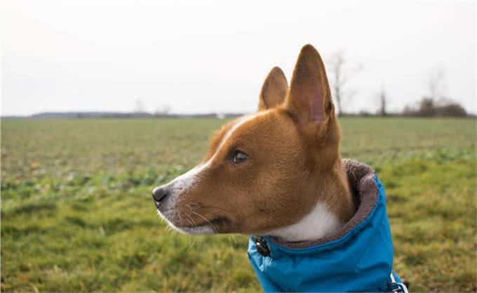 孤独的时候养一只懂人话的小狗如何?适合居家的10大最佳犬种